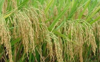 山东济南的特产,有东阿阿胶、文祖花椒等