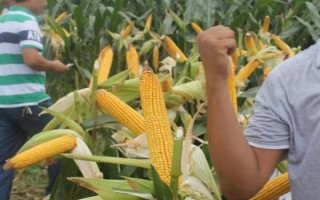 强硕68玉米品种有什么特点，出籽率达到80.5%