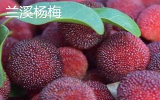 浙江省兰溪市的特产,兰溪杨梅深受消费者喜爱