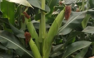 骏玉13玉米种子特征特性,适宜播期6月上中旬