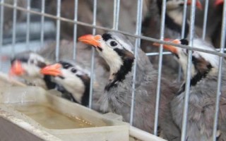 鹧鸪养殖注意事项，温度对其生长影响较大