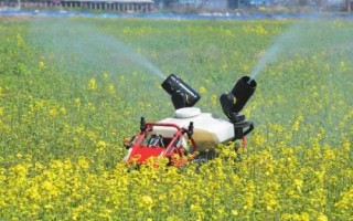 如何防治油菜白叶，首先应选择抗病品种