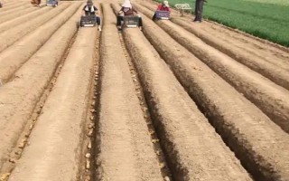 种植生姜要遮阴的原因,植株不耐高温和强光