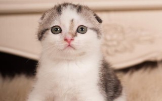 世界上最小的猫的种类，常见的有茶杯猫、欧洲短毛猫等