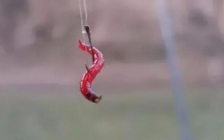 红虫钓鱼什么时候用好，可以在早春、深秋和冬季使用