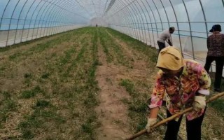 棚室更茬换季要注意什么，为图省事将残株杂草翻入地中容易引发病虫害