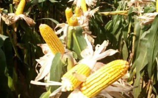 中禾2号玉米种子特点,高抗茎腐病