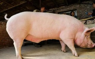 猪交配时出血有没有影响，通常没有影响