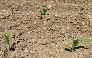 玉米的生长历程，从播种期到成熟期需经历4个阶段