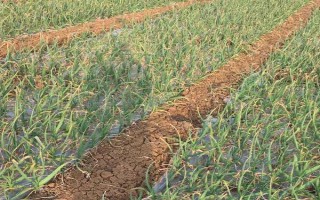 留种大蒜怎样施磷钾肥，要根部施一次磷钾肥