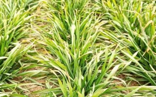 小麦出芽需多少积温，从播种至发芽出苗需要0℃以上的积温120℃