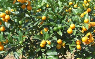 金桔的栽培种植技术，栽种金桔需要肥沃松软的土壤