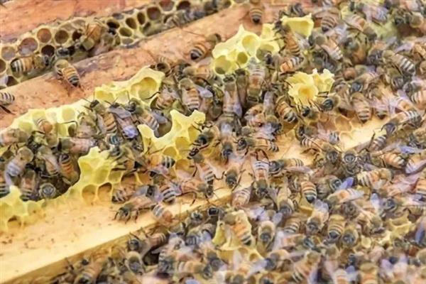 冬天如何对蜜蜂饲喂糖水，在饲喂器中添加糖浆再放入蜂箱中即可