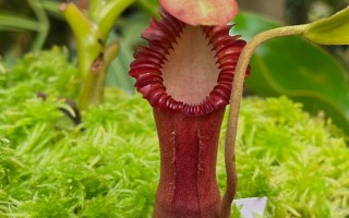 怎么养猪笼草，喜欢生长在高温环境中