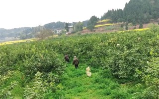 柠檬苗推荐品种，尤力克、菲诺、热那亚等品种值得选择