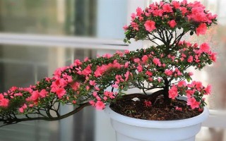 如何养好杜鹃花，生长期需要保持它的光照充足