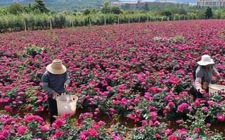 土壤酸化怎么改良，使用有机肥可调节酸碱值