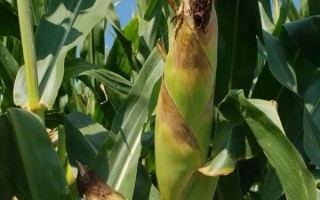 申科糯1号玉米品种的特性，中等肥力以上地块栽培