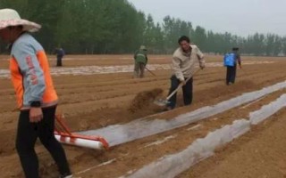 沙土种植花生的方法,选择生育期在110-120天左右的品种