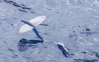 翱翔飞鱼好不好养，饲养难度大并不适合新手尝试