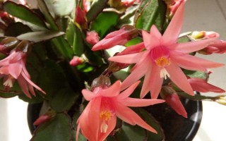 夏天可以扦插假昙花吗,初夏是扦插的好时机