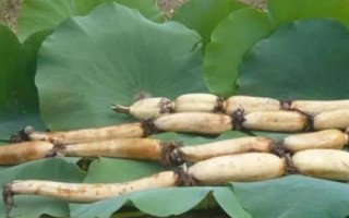 农村水田能种什么，栽培莲藕一般能获得可观的效益