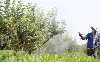 为沙糖桔保花保果的方法，剪除生长不良的枝叶能让花朵和果实吸收更多养分