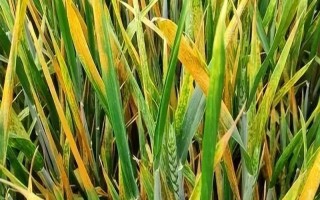 小麦条锈病有什么症状，叶片上会出现很多夏孢子堆