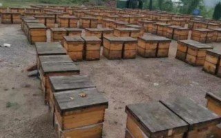 蜜源植物有哪些，不同季节的蜜源植物不同