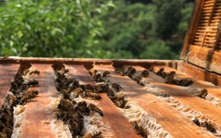 蜜蜂如何养殖，了解蜜蜂的生活习性是前提