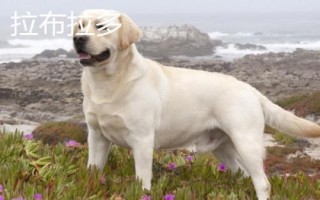 金毛犬和拉布拉多的区别,从外观、性情、服从性、运动量都不同