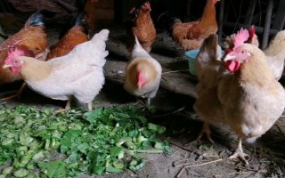 喂鸡用生米还是熟米饭,生米和熟米饭均可饲喂
