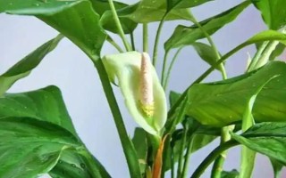 绿巨人和白掌的区别是什么，株高、枝叶和花朵均不同