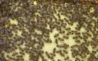 怎样介王最容易成功,在晚上介王时蜂群比较容易接受