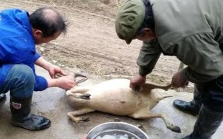 杀山羊怎么去毛，趁热拔毛又快又干净