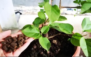 如何养殖三角梅,冬季每天晒光不可少于8小时