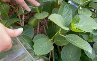 无尽夏花期能施肥吗，无尽夏花期不可施肥