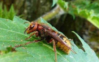 牛角蜂是害虫还是益虫，牛角蜂是不折不扣的益虫