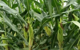 M3509玉米种子特征特性，出苗至成熟116天左右