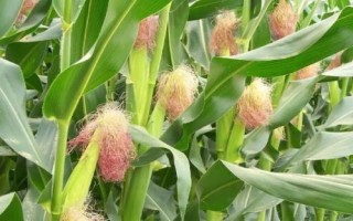 春华9号玉米种子简介,4月下旬至5月上旬播种