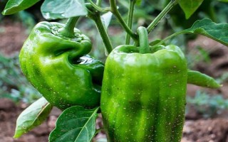 菜椒多久施肥一次,轻施苗肥、稳施花蕾肥、重施花果肥、早施返秧肥