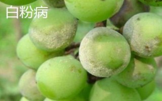 葡萄霜霉病的症状，枝蔓会变褐色而枯死