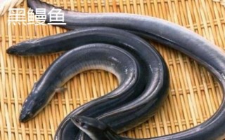 黑鳗鱼和黄鳗鱼的区别，颜色存在明显差异