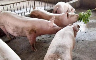 冬季怎么治疗猪流感,可用生姜、大蒜、大葱和板蓝根煎水灌服