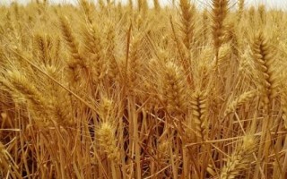 驻麦126小麦品种简介，每亩适宜基本苗14万—22万