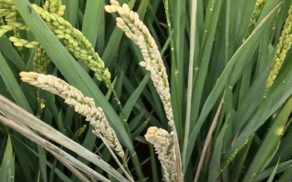 徽两优882水稻品种简介,中抗纹枯病(病指40.90)