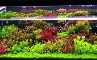 草缸里有蜗牛证明水质好吗，并不一定证明水质好