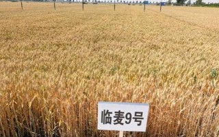 高产小麦品种有哪些,有烟农999、谷神麦19等