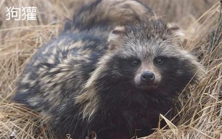 猪獾和狗獾的区别，外形、科属和分布均不同