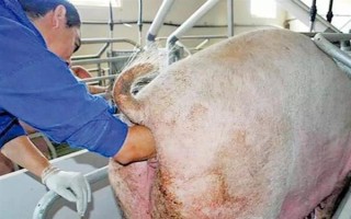 猪下崽会有什么表现，在产仔之前乳房会逐渐地膨大